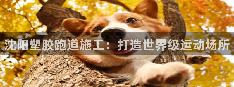红足一丰：沈阳塑胶跑道施工：打造世界级运动场所