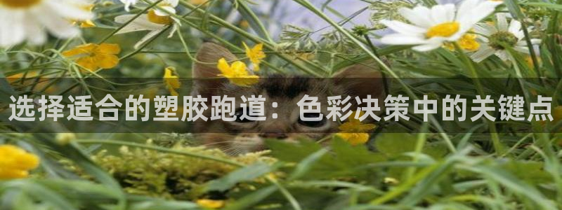 百度红足一1是为什么：选择适合的塑胶跑道：色彩决策中的关键点